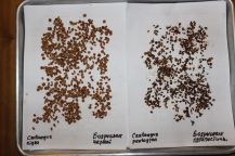 семена коллекционных боярышников