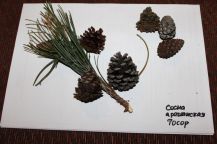 горная сосна Pinus mughus